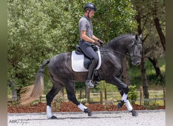 Lusitano, Hengst, 3 Jaar, 158 cm, Zwartschimmel