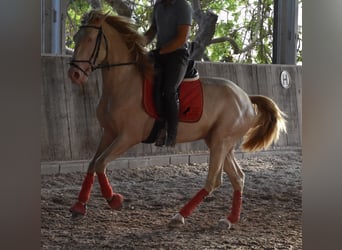 Lusitano, Hengst, 3 Jaar, 159 cm, Cremello