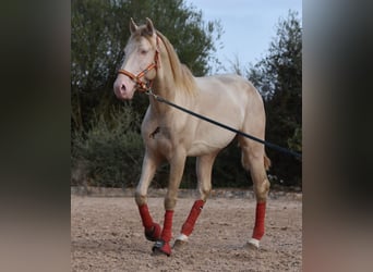 Lusitano, Hengst, 3 Jaar, 159 cm, Cremello