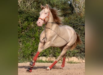 Lusitano, Hengst, 3 Jaar, 159 cm, Cremello