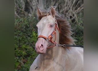 Lusitano, Hengst, 3 Jaar, 159 cm, Cremello