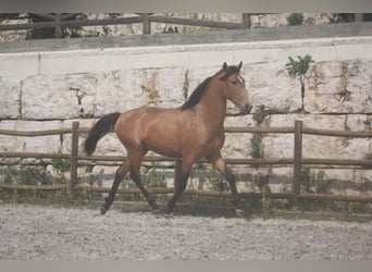 Lusitano, Hengst, 3 Jaar, 159 cm, Roodbruin