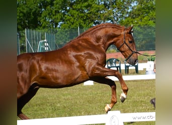 Lusitano, Hengst, 3 Jaar, 159 cm, Vos