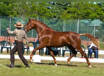 Lusitano, Hengst, 3 Jaar, 159 cm, Vos
