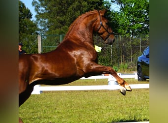 Lusitano, Hengst, 3 Jaar, 159 cm, Vos