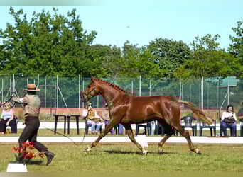 Lusitano, Hengst, 3 Jaar, 159 cm, Vos