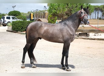 Lusitano, Hengst, 3 Jaar, 160 cm, Appelschimmel