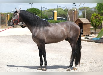 Lusitano, Hengst, 3 Jaar, 160 cm, Appelschimmel