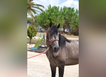 Lusitano, Hengst, 3 Jaar, 160 cm, Appelschimmel