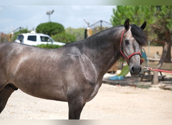 Lusitano, Hengst, 3 Jaar, 160 cm, Appelschimmel