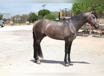 Lusitano, Hengst, 3 Jaar, 160 cm, Appelschimmel