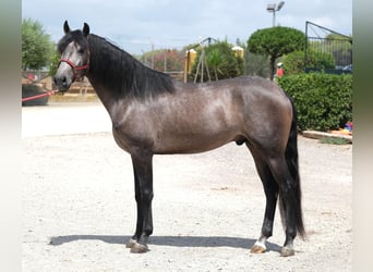 Lusitano, Hengst, 3 Jaar, 160 cm, Appelschimmel