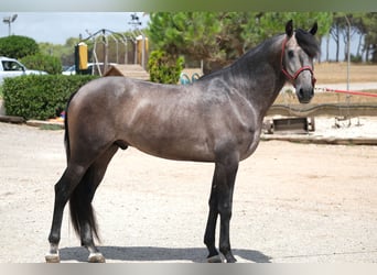 Lusitano, Hengst, 3 Jaar, 160 cm, Appelschimmel