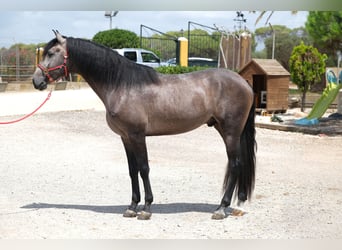 Lusitano, Hengst, 3 Jaar, 160 cm, Appelschimmel