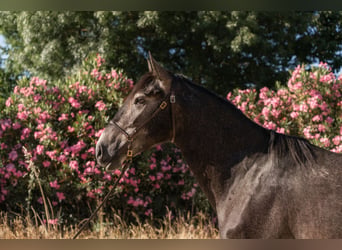 Lusitano, Hengst, 3 Jaar, 160 cm, Blauwschimmel