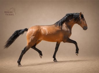 Lusitano Mix, Hengst, 3 Jaar, 160 cm, Bruin