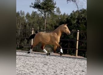 Lusitano, Hengst, 3 Jaar, 160 cm, Buckskin