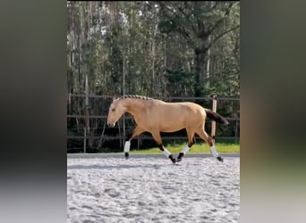 Lusitano, Hengst, 3 Jaar, 160 cm, Buckskin