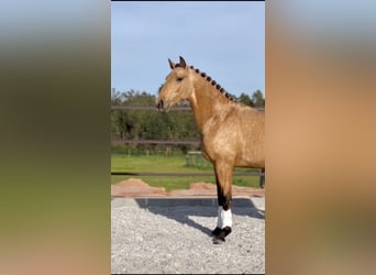 Lusitano, Hengst, 3 Jaar, 160 cm, Buckskin