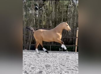 Lusitano, Hengst, 3 Jaar, 160 cm, Buckskin