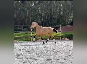 Lusitano, Hengst, 3 Jaar, 160 cm, Buckskin