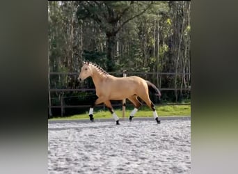 Lusitano, Hengst, 3 Jaar, 160 cm, Buckskin