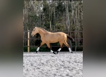 Lusitano, Hengst, 3 Jaar, 160 cm, Buckskin