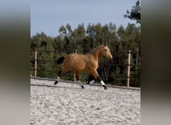 Lusitano, Hengst, 3 Jaar, 160 cm, Buckskin