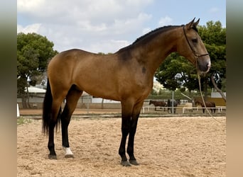 Lusitano Mix, Hengst, 3 Jaar, 160 cm, Buckskin