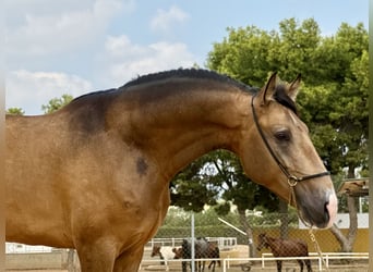 Lusitano Mix, Hengst, 3 Jaar, 160 cm, Buckskin