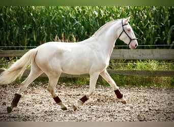 Lusitano, Hengst, 3 Jaar, 160 cm, Cremello