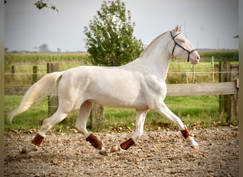 Lusitano, Hengst, 3 Jaar, 160 cm, Cremello