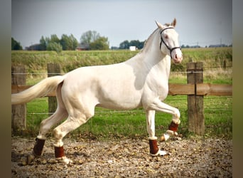 Lusitano, Hengst, 3 Jaar, 160 cm, Cremello