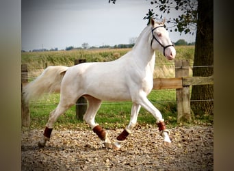 Lusitano, Hengst, 3 Jaar, 160 cm, Cremello