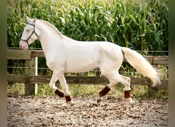 Lusitano, Hengst, 3 Jaar, 160 cm, Cremello