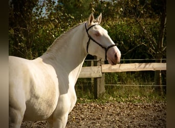 Lusitano, Hengst, 3 Jaar, 160 cm, Cremello