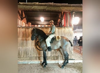 Lusitano Mix, Hengst, 3 Jaar, 160 cm, Grullo