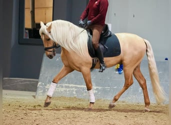 Lusitano, Hengst, 3 Jaar, 160 cm, Palomino