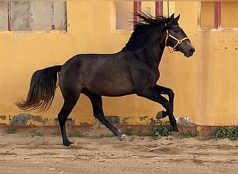 Lusitano, Hengst, 3 Jaar, 160 cm