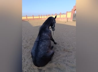 Lusitano, Hengst, 3 Jaar, 160 cm, Schimmel