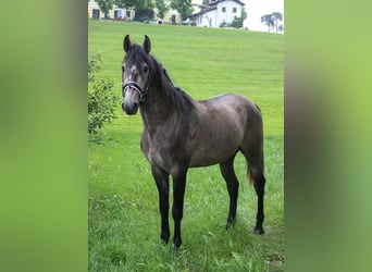 Lusitano, Hengst, 3 Jaar, 160 cm, Schimmel