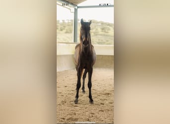 Lusitano, Hengst, 3 Jaar, 160 cm, Schimmel