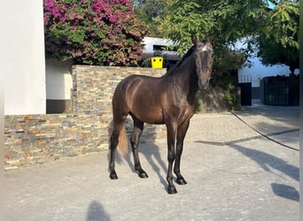 Lusitano, Hengst, 3 Jaar, 160 cm, Schimmel