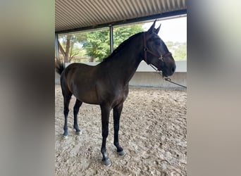 Lusitano, Hengst, 3 Jaar, 160 cm, Schimmel