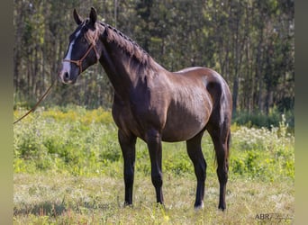 Lusitano, Hengst, 3 Jaar, 160 cm, Zwart