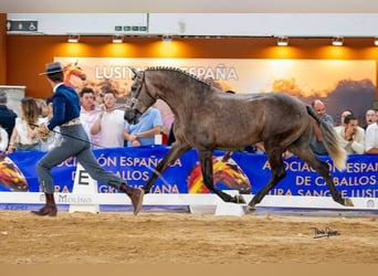 Lusitano, Hengst, 3 Jaar, 161 cm, Brown Falb schimmel