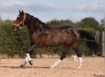 Lusitano, Hengst, 3 Jaar, 161 cm, Bruin