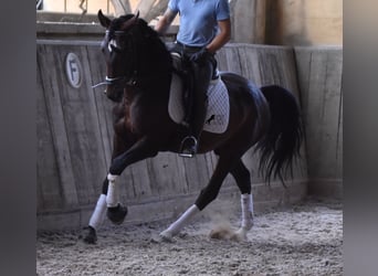 Lusitano, Hengst, 3 Jaar, 161 cm, Bruin