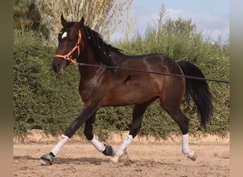 Lusitano, Hengst, 3 Jaar, 161 cm, Bruin