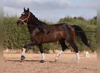 Lusitano, Hengst, 3 Jaar, 161 cm, Bruin